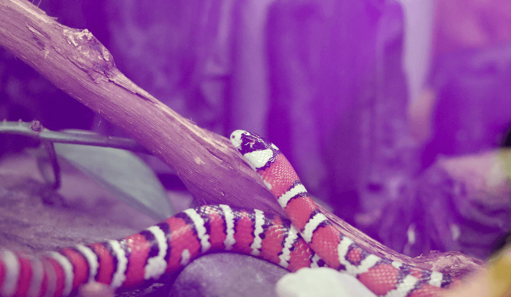 king snake vs coral snake